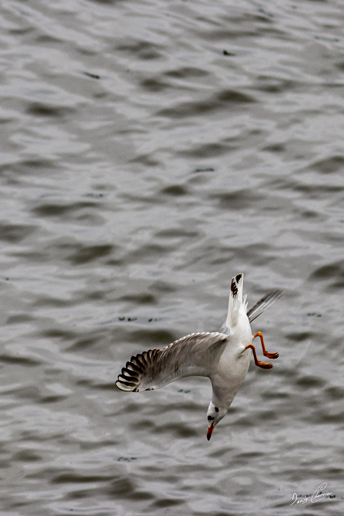 Mouette rieuse plongeant dans l'eau